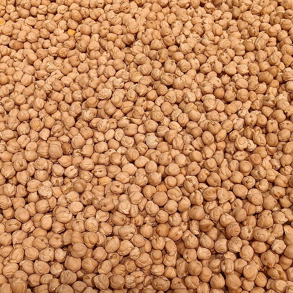 Raw chickpeas, the grain besan is milled from