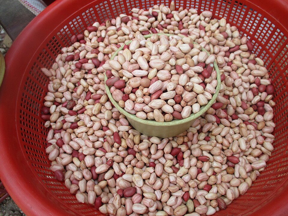 Raw groundnuts, the source of the oil